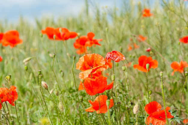 Cielo azul y horizonte con amapolas en la pradera al aire libre