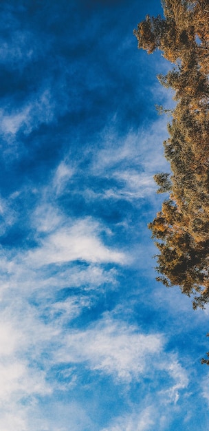 Cielo azul con nubes y árboles