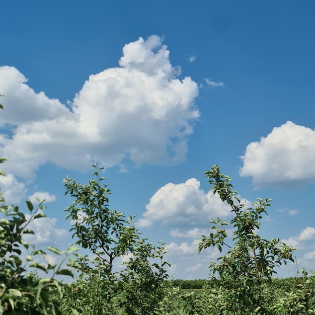 Un cielo azul con nubes y árboles.