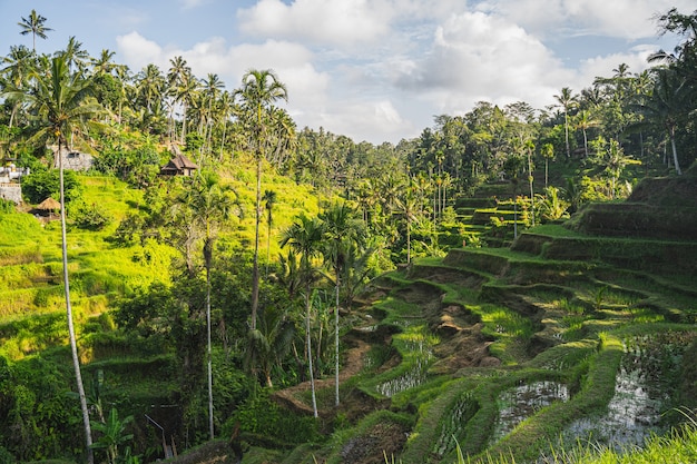 Cielo azul con nubes por encima de la naturaleza exótica, campos orgánicos de arroz que crecen en Bali