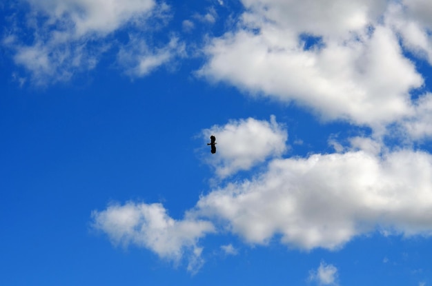 Foto cielo azul con nubes y un pájaro volando