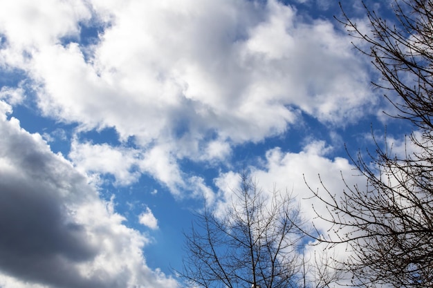 Cielo azul con nubes y ramas de árboles