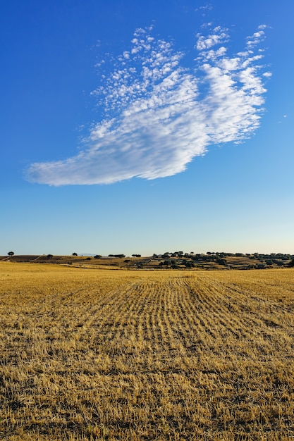 Cielo azul con nubes raras en el campo agrícola recién cosechado.