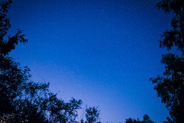 Cielo azul oscuro de la noche en el bosque con estrellas brillantes como fondo del espacio