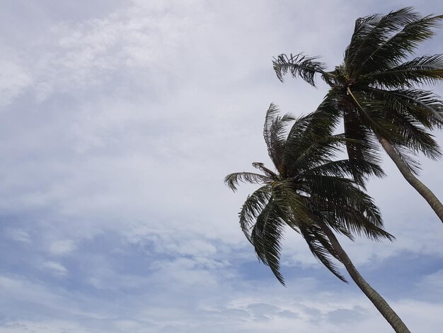 Foto cielo azul palmera tropical crecimiento