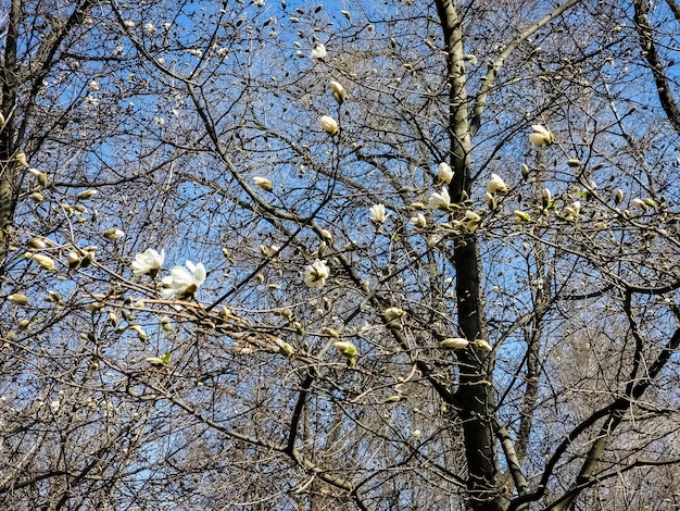 Cielo azul de primavera y flores blancas de magnolia kobus