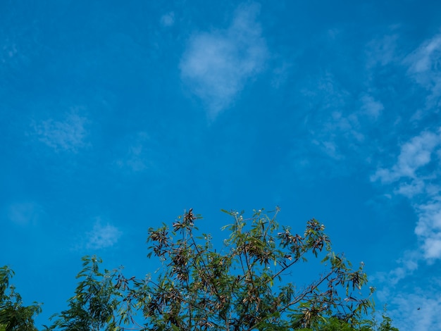 Cielo azul y ramas de los arboles