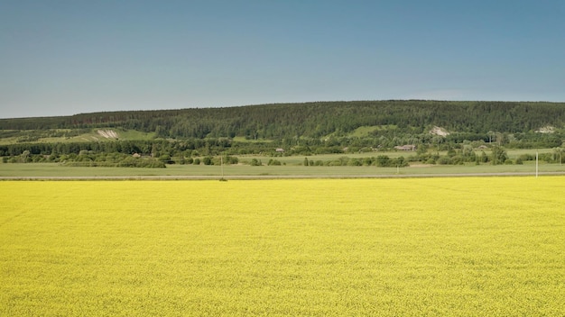 Foto cielo azul sobre un campo de mostaza en el campo rural de idaho ee.uu. campo de mostaza amarillo