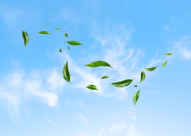 Foto cielo azul y verde hojas flotantes hojas voladoras verde