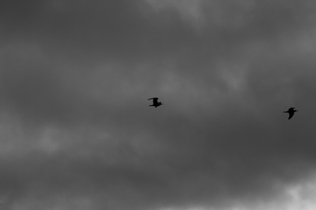 Cielo blanco y negro Nubes dramáticas Horror Banner de fondo Explosión de terror catástrofe tristeza horror melancolía