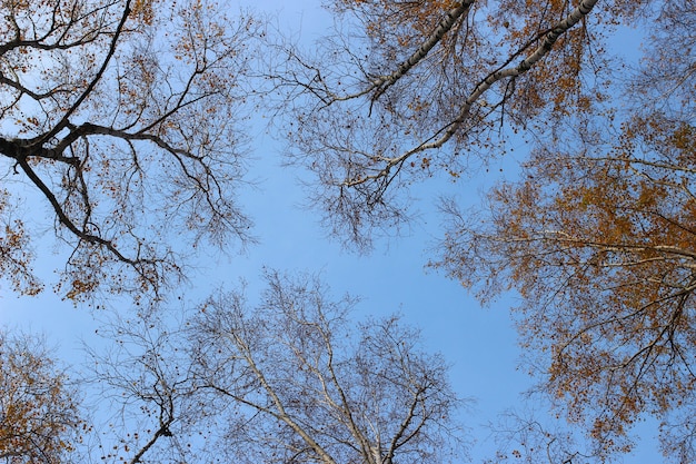 Cielo en el bosque en otoño