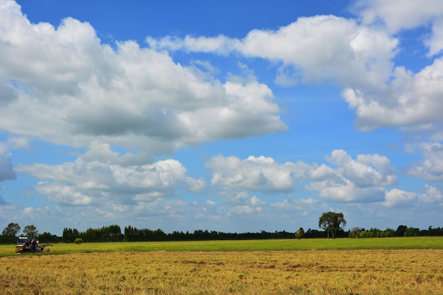 El cielo de los campos de arroz y el árbol.