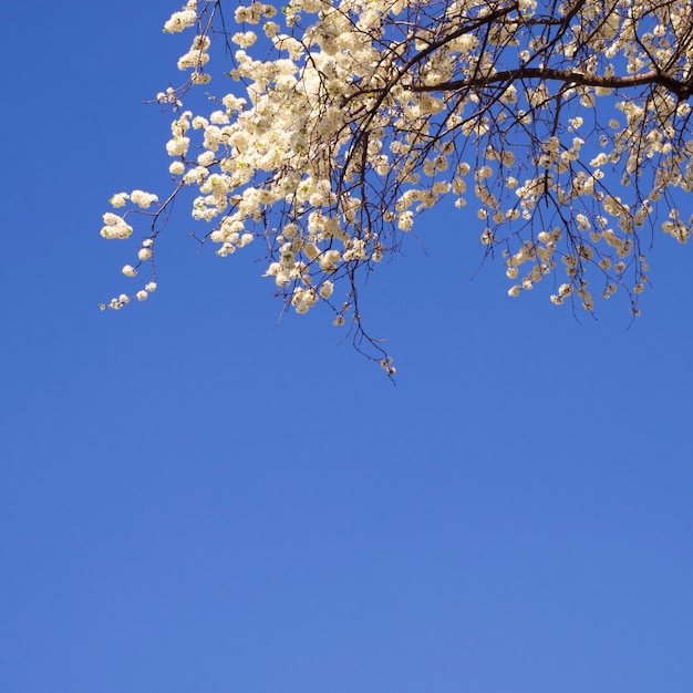 Cielo despejado de primavera y ramas de cerezo en flor en la parte superior