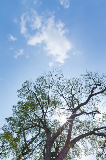 Foto cielo detrás de un gran árbol.