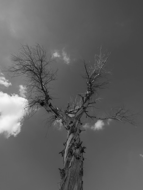 Cielo dramático y un árbol viejo.