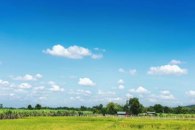 El cielo es hermoso y hay bosques.