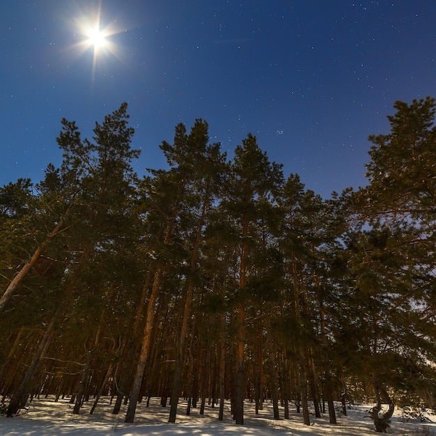 Cielo estrellado en invierno