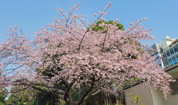 Cielo y flor de cerezo de sakura blanco rosa