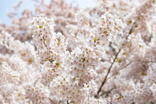 cielo floreciente del árbol de sakura en primavera. macro.