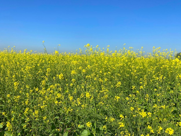 cielo con flores