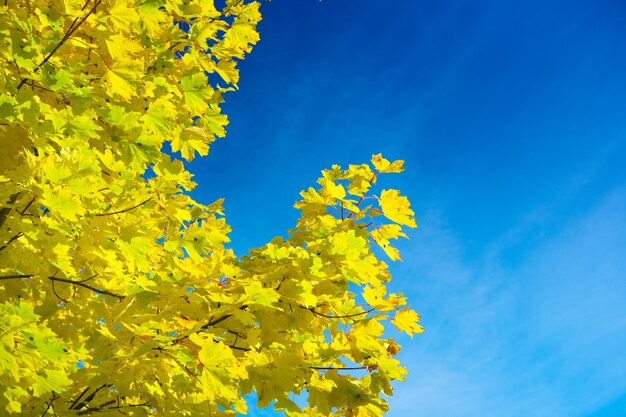 Cielo y follaje de otoño