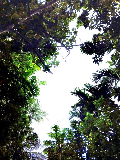 El cielo de la naturaleza limpia de este mundo