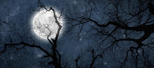 Cielo nocturno en el bosque con estrellas en el cielo en halloween