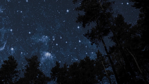 Cielo nocturno en el bosque con estrellas y luna.