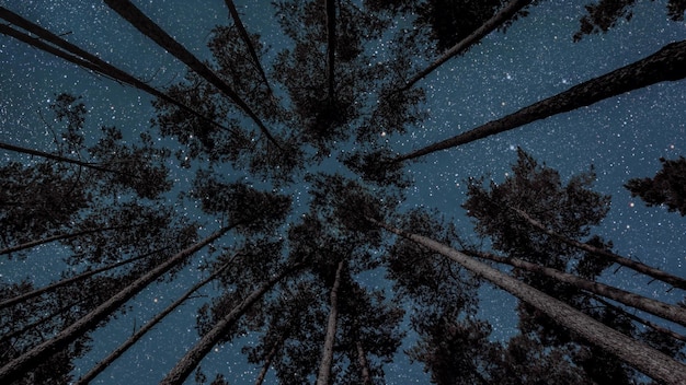 Cielo nocturno en el bosque con estrellas y luna.