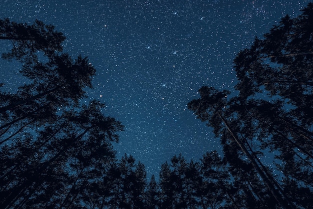 Un cielo nocturno en un bosque de pinos el día de Navidad