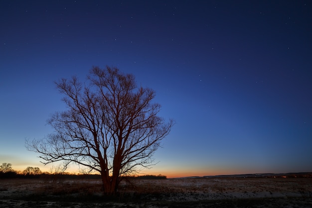 Cielo nocturno con estrellas. Un árbol al amanecer de la mañana.