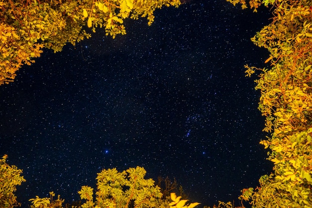 Cielo nocturno con estrellas y Vía Láctea en latitud ecuatorial con árboles tropicales verdes debajo