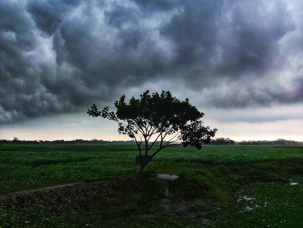 Foto cielo nublado con la naturaleza