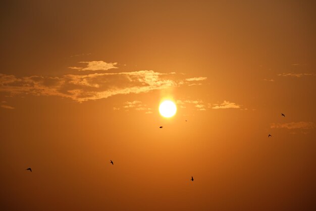 Cielo de puesta de sol de colores brillantes con rayos de sol y bandada de pájaros volando contra el sol poniente