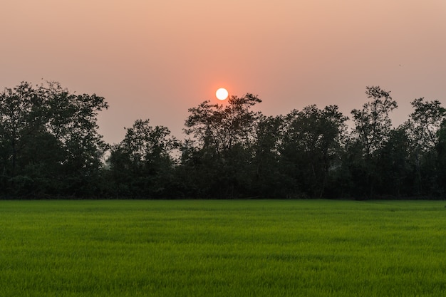 Cielo de la puesta del sol sobre el campo de arroz de arroz urbano en Tailandia