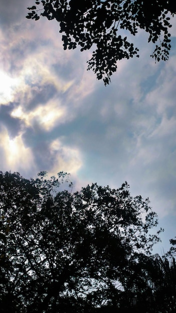 Cielo sombrío por la noche con silueta de árbol