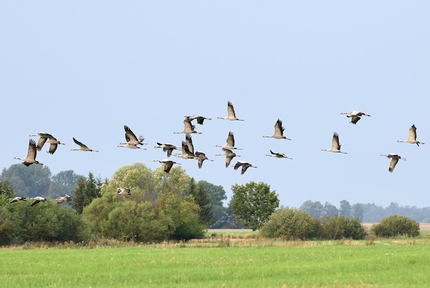 cielos dramáticos y campos agrícolas