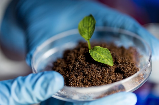 ciencia, biología, ecología, investigación y concepto de personas: cierre de manos científicas que sostienen placas de petri con muestras de plantas y suelos en biolaboratorio