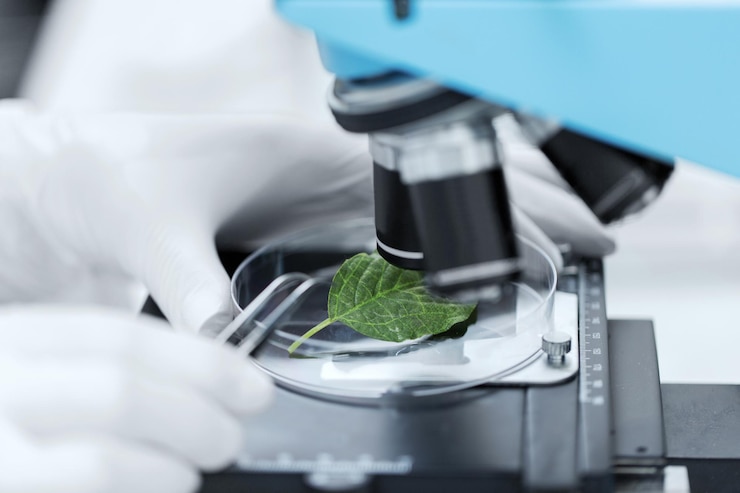 Foto ciência, química, biologia e conceito de pessoas - close-up da mão do cientista com microscópio e folha verde fazendo pesquisa em laboratório clínico