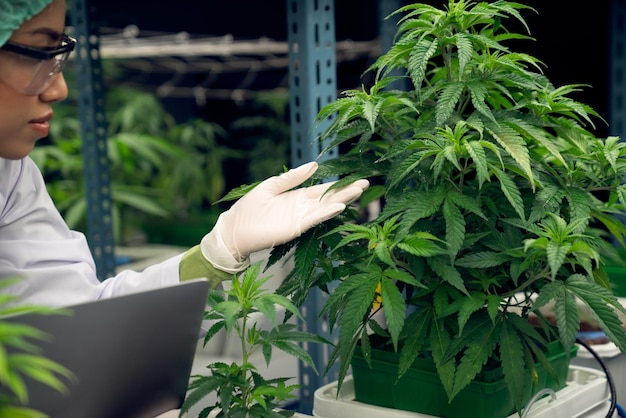 Científica con gorra de desecho trabajando con su gratificante planta de cannabis