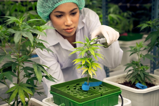 Científica recorta una planta de cannabis joven gratificante en una olla en el laboratorio