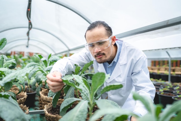 Científico agrícola que trabaja para investigar una planta vegetal verde en un campo de biotecnología de laboratorio de biología es un experimento de botánica tecnológica del crecimiento de la agricultura de invernadero orgánico de la ecología de la naturaleza