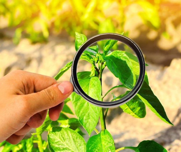 El científico de los alimentos revisa la pimienta en busca de químicos y pesticidas. Verduras saludables.