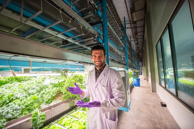 Científico botánico observa sobre el cultivo de rúcula orgánica en una granja hidropónica