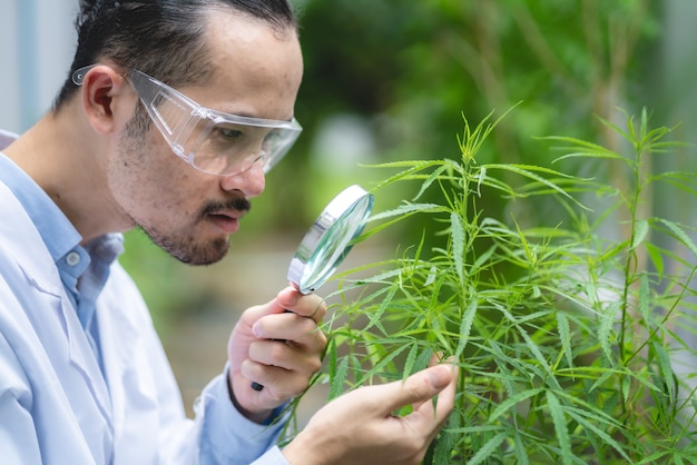 Científico comprobando las plantas de cáñamo de cannabis orgánico en un invernadero de malezas. Concepto de legalización a base de hierbas para la medicina alternativa con aceite de cbd, productos farmacéuticos comerciales en la industria de la medicina