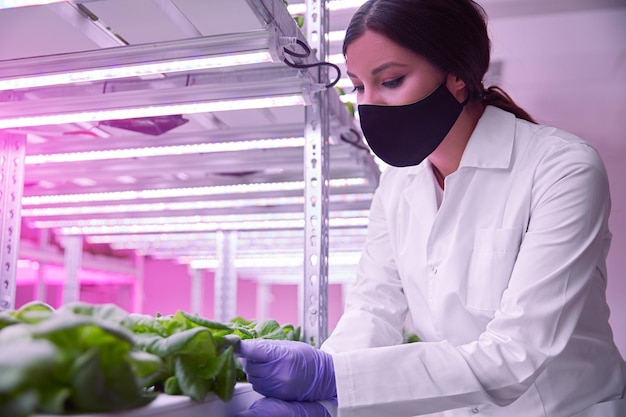 Científico comprobando las plantas que crecen en el laboratorio