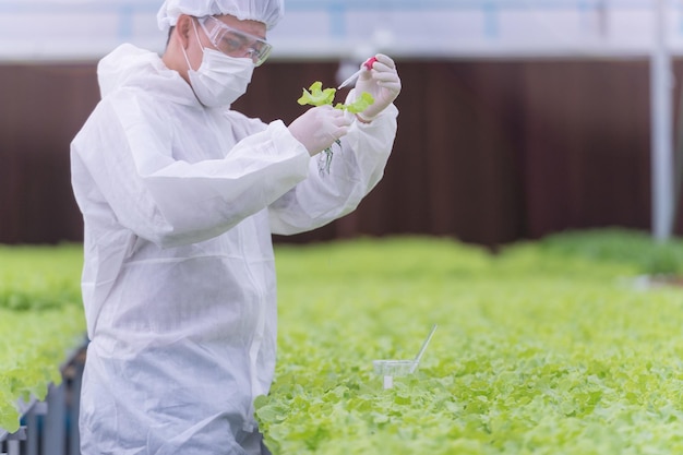 Científico comprobando y probando productos químicos del agua para alimentar una planta vegetal en una granja de invernadero. Finca ecológica con alta tecnología. Agricultura para la alimentación del futuro. Las lechugas cultivadas por hidroponía.