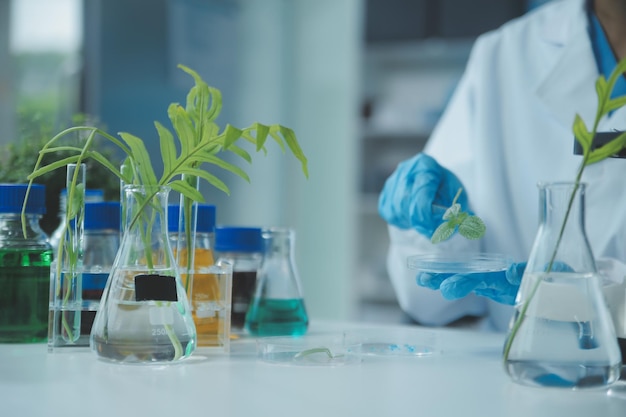 Científico cortando el cultivo de tejido vegetal en una placa de Petri realizando experimentos de laboratorio Pruebas de plantas pequeñas Espárragos y otras plantas tropicales Tailandia Primer plano de luz suave