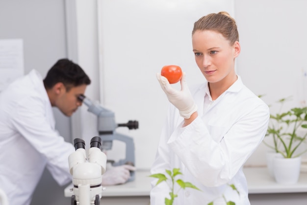 Foto científico de enfoque mirando el tomate