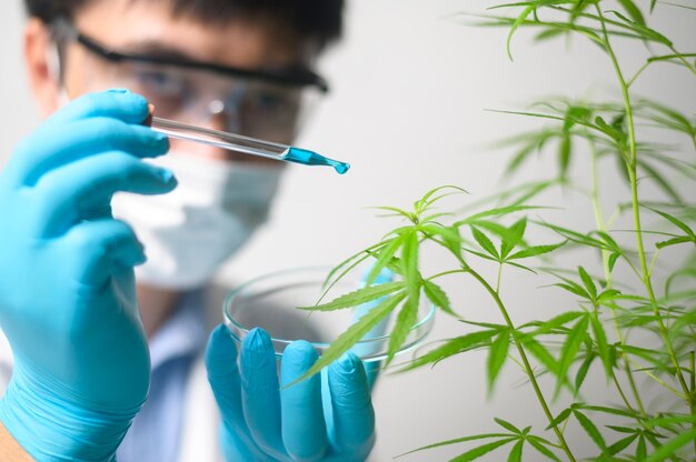 Un científico está comprobando y analizando un experimento de cannabis sativa, planta de cáñamo para aceite de cbd farmacéutico a base de hierbas en un laboratorio